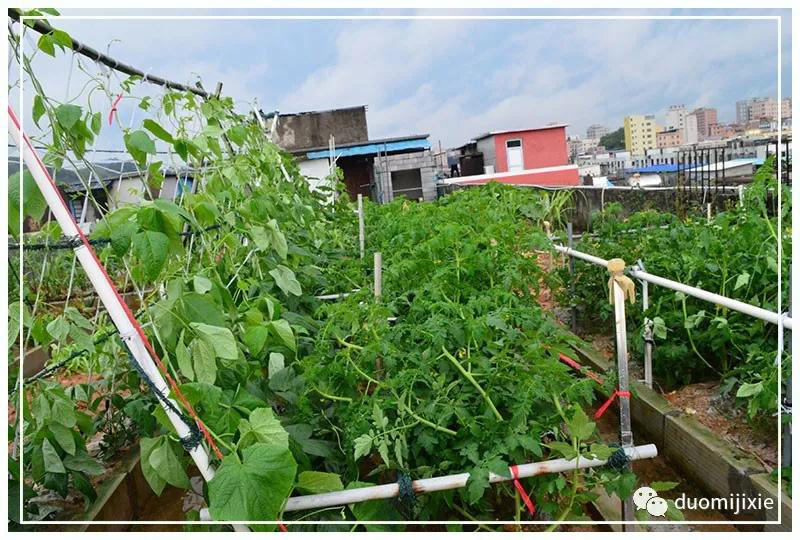 聽說了嗎，多米居然開始搞副業(yè)了？