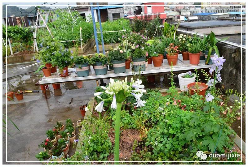 聽說了嗎，多米居然開始搞副業(yè)了？